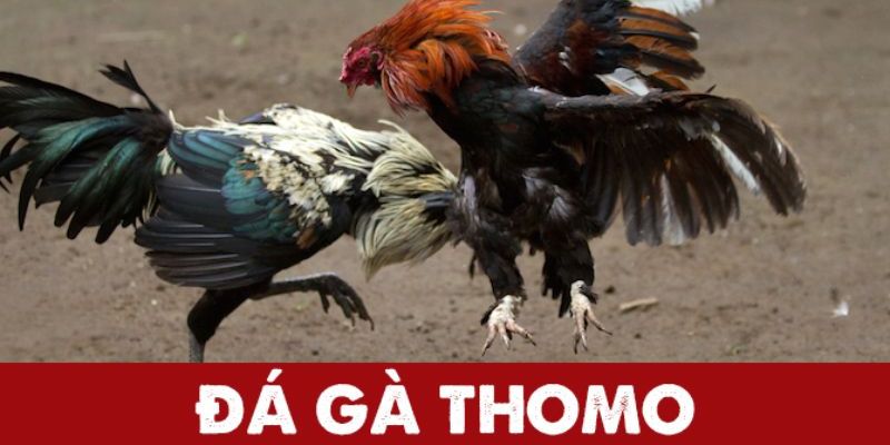 Tổng hợp các cửa cược phổ biến tại nhà cái - đá gà thomo